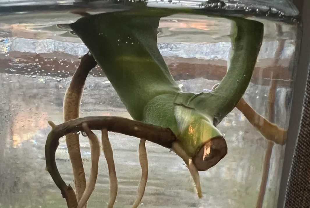 龜背芋分株方法