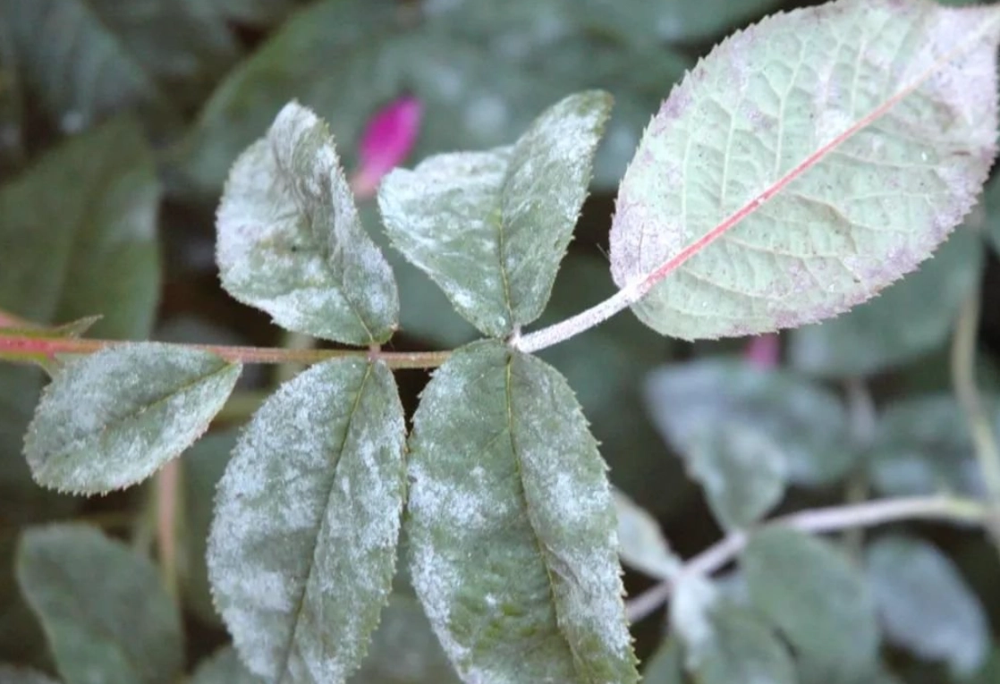 病蟲害防治方法