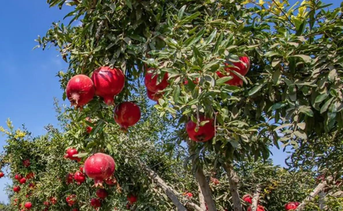 火榴樹根系修剪