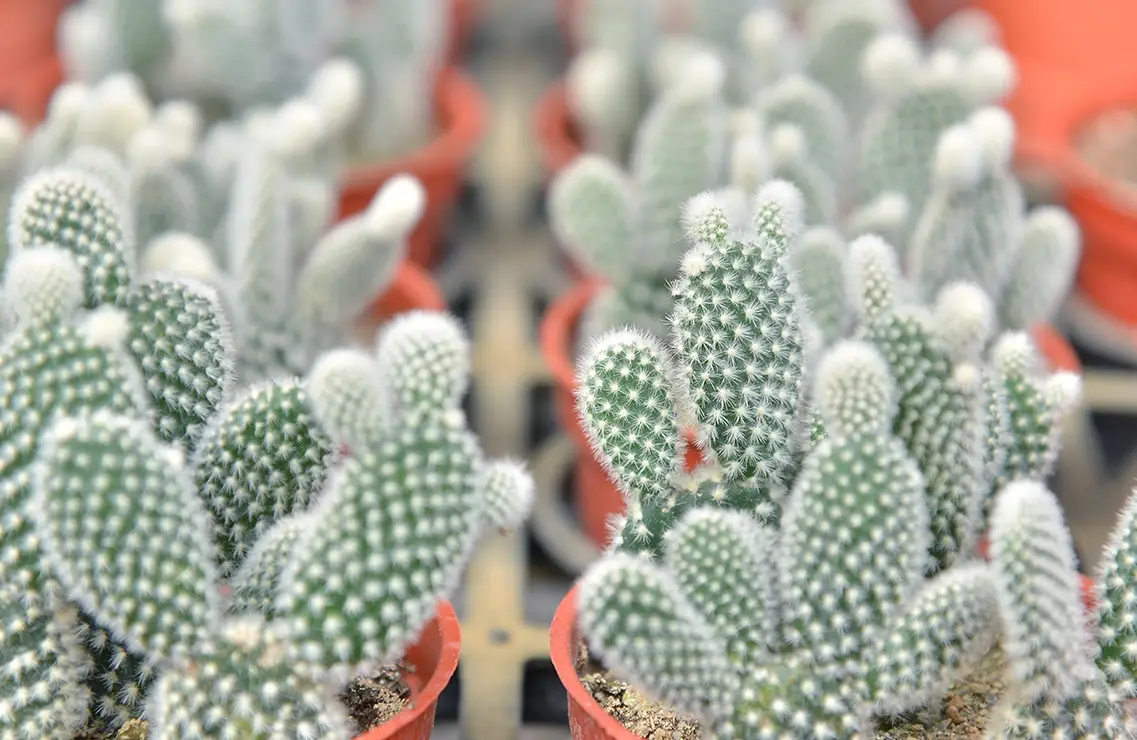 新手必看！室內仙人掌種植全攻略：從選盆到澆水的10年心得