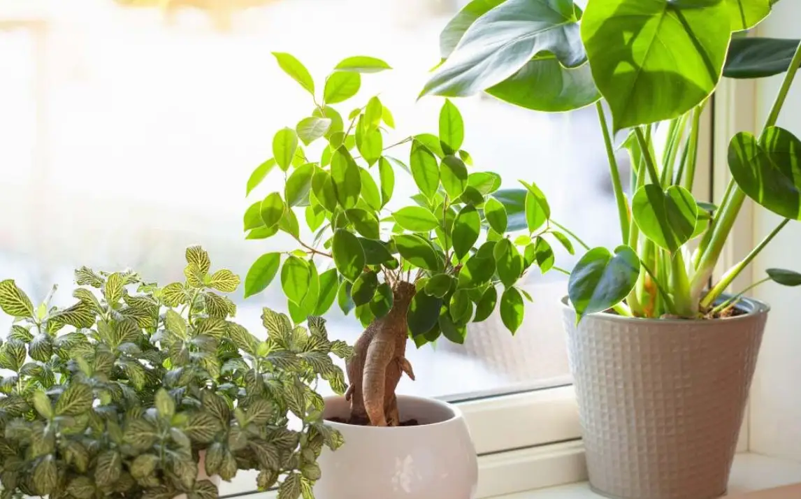 植物隔著玻璃曬太陽全攻略：影響、解決方案與適合植物推薦