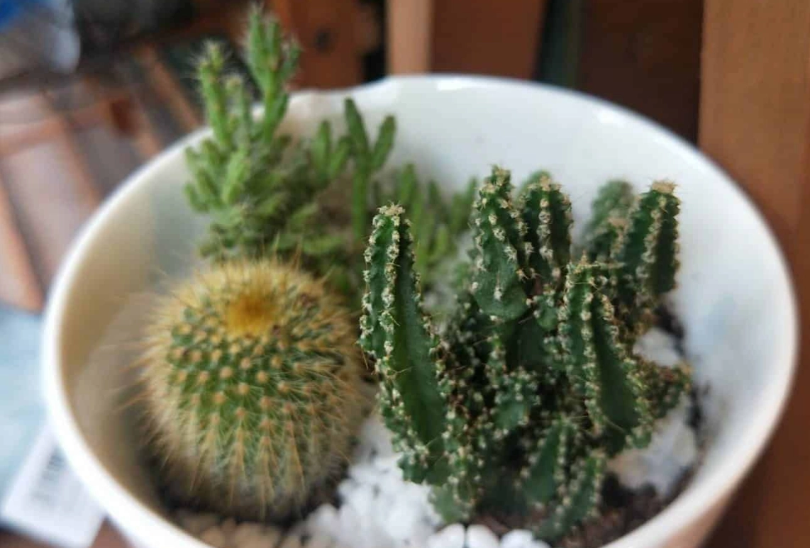 室內仙人掌