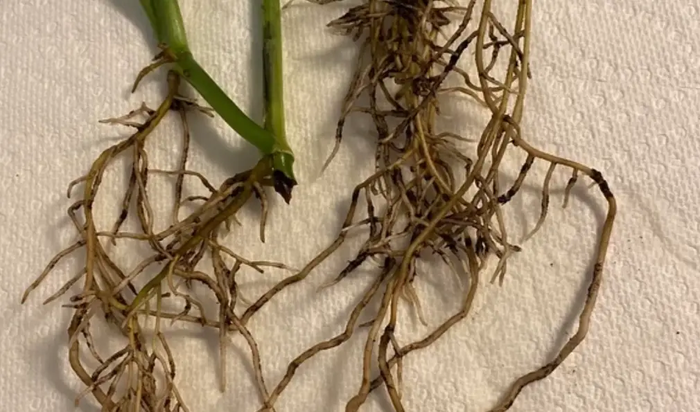 細嫩新長的根：植栽健康的關鍵，從根系養護開始