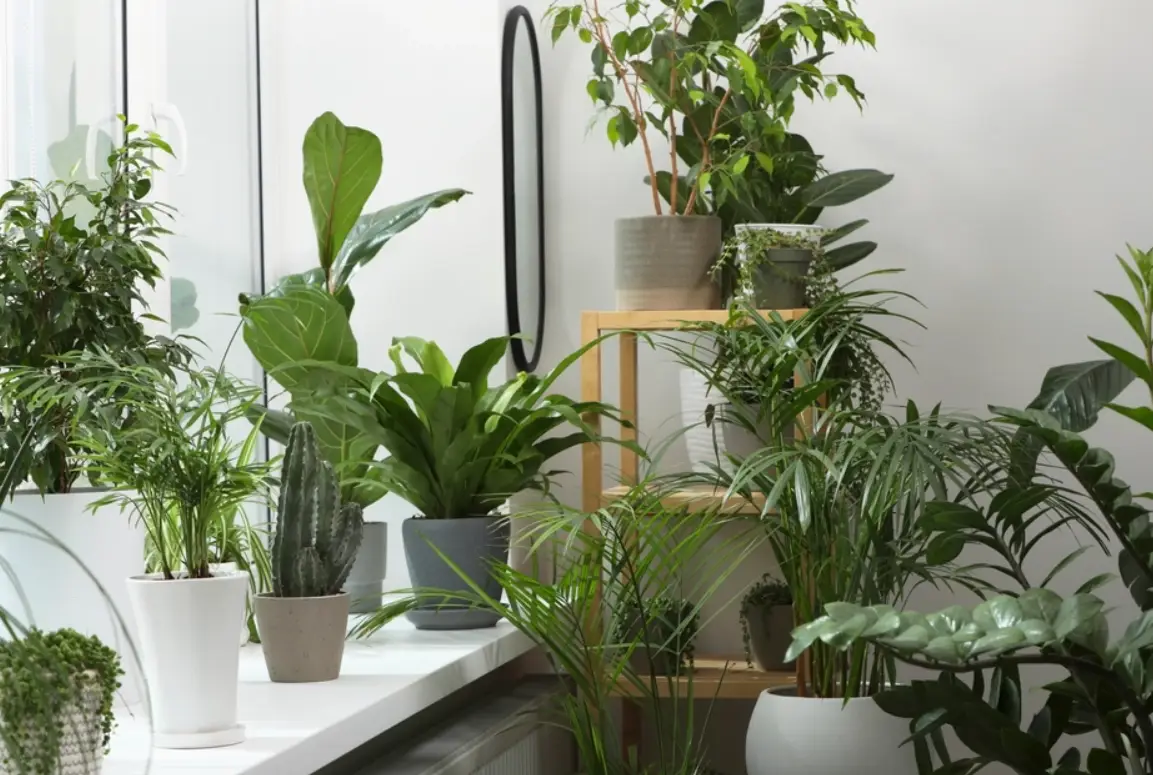 室內植物風水禁忌指南：避開5大地雷，打造好運空間