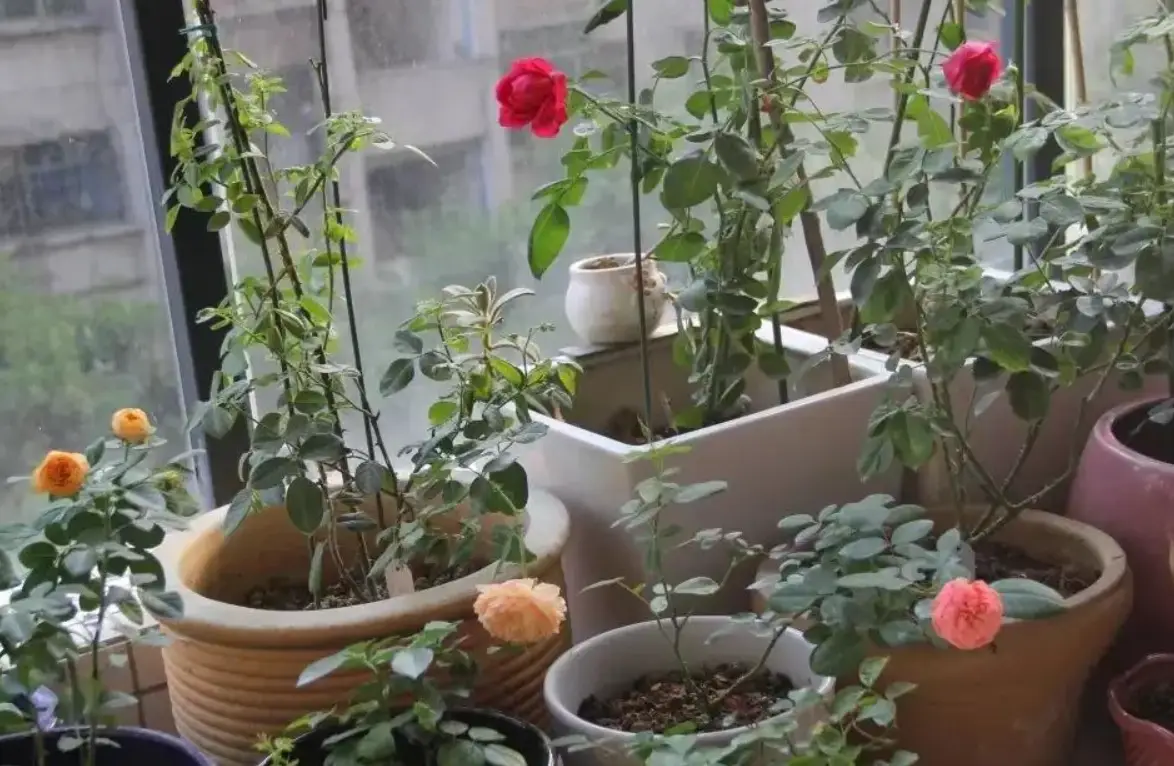 玻璃過濾紫外線