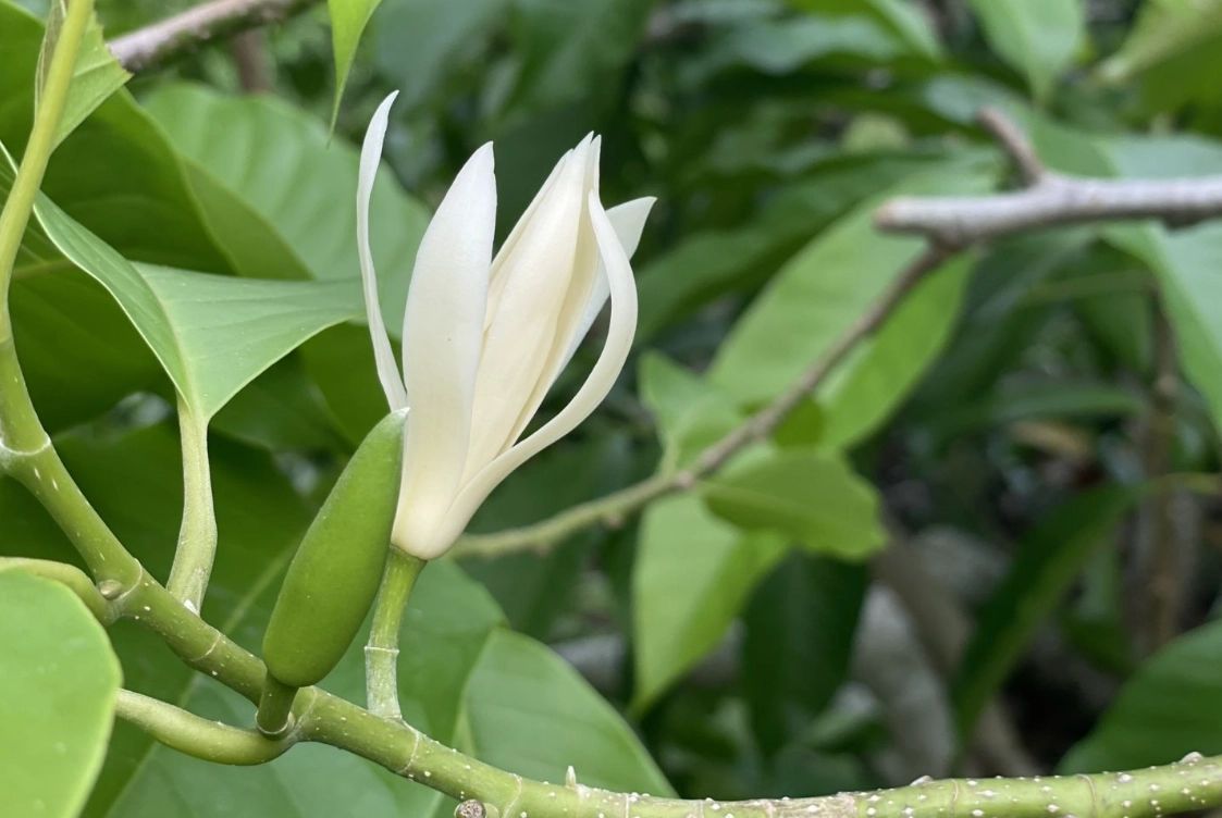 玉蘭花矮化全攻略：陽台種植、修剪技巧與品種推薦