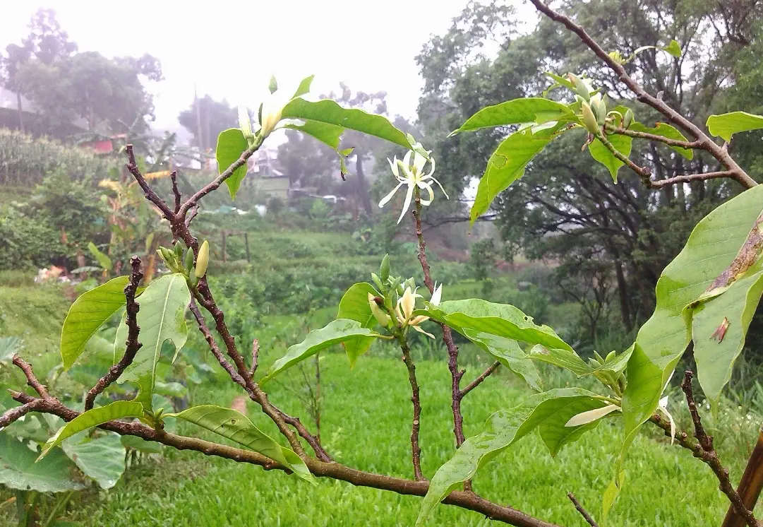 玉蘭花照顧方法 玉蘭花照顧方法