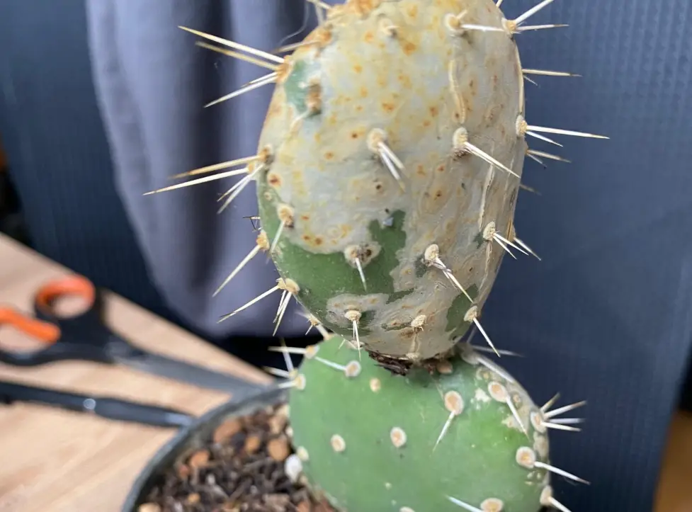 仙人掌 照顧 仙人掌 照顧