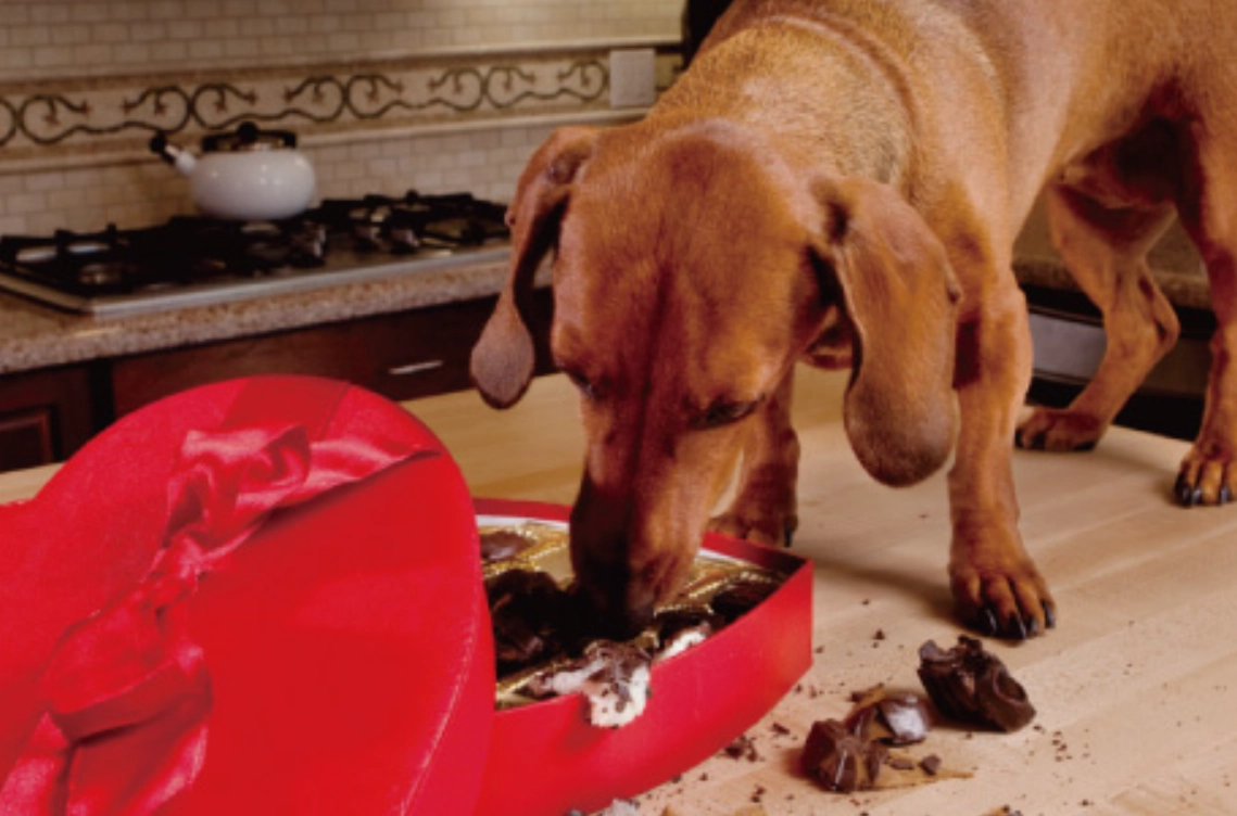 狗狗中毒症狀 狗狗中毒症狀