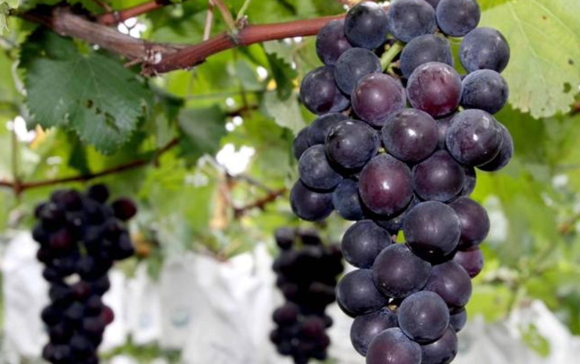 葡萄栽培技巧 葡萄栽培技巧