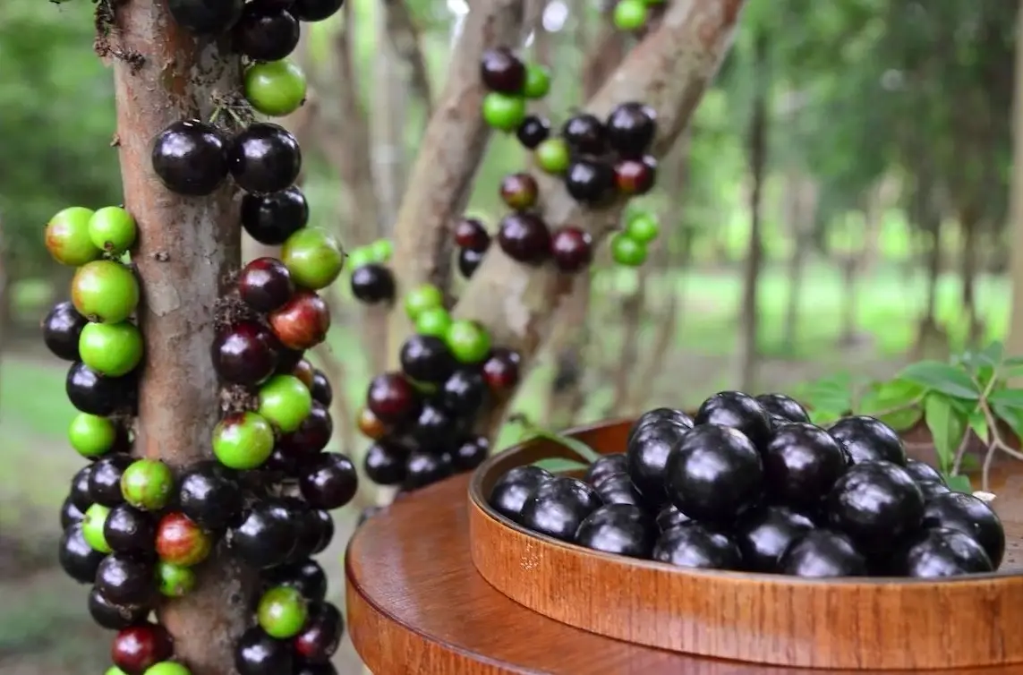 樹葡萄種植方法全攻略：從入門到結果的實戰心法