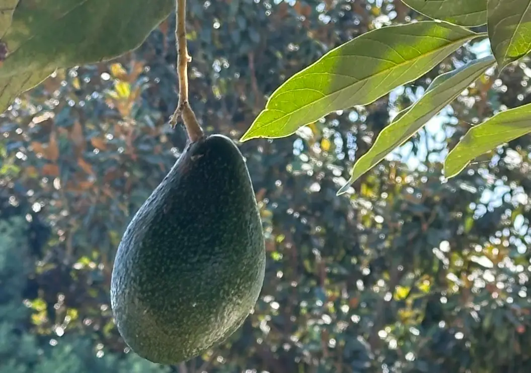 酪梨結果期 酪梨結果期