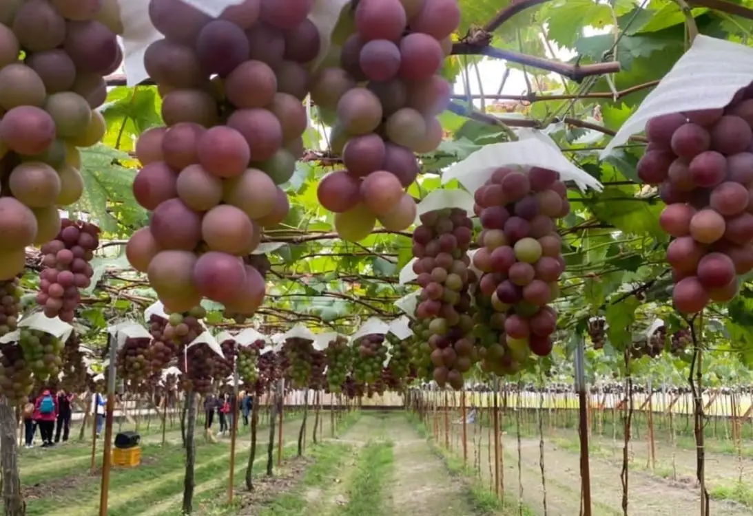 土壤酸鹼度調整