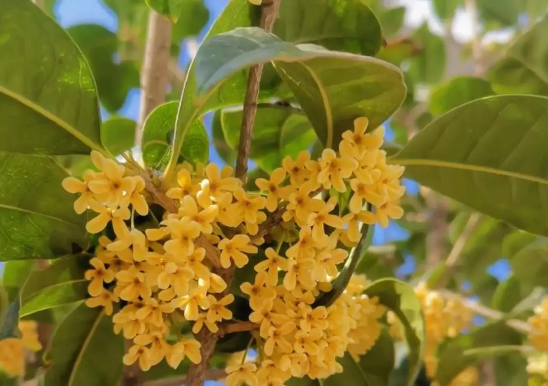 台灣氣候適合的庭園樹