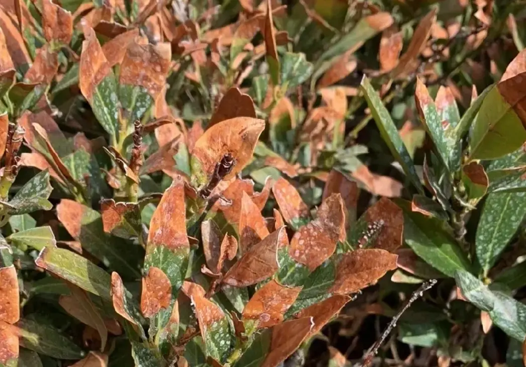 室內植物急救方法