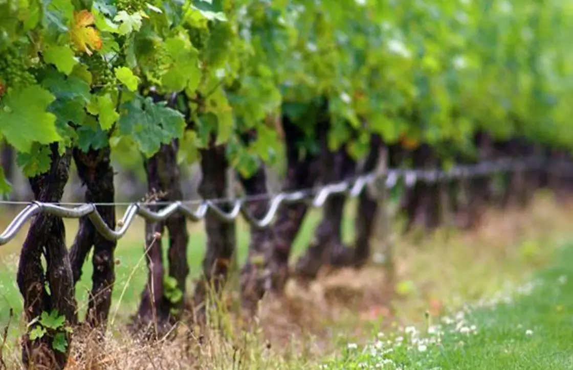 台湾葡萄种植全攻略：从选苗到采收的完整过程与关键技巧