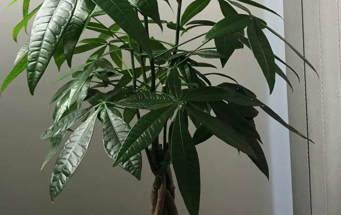 發財樹風水 發財樹風水