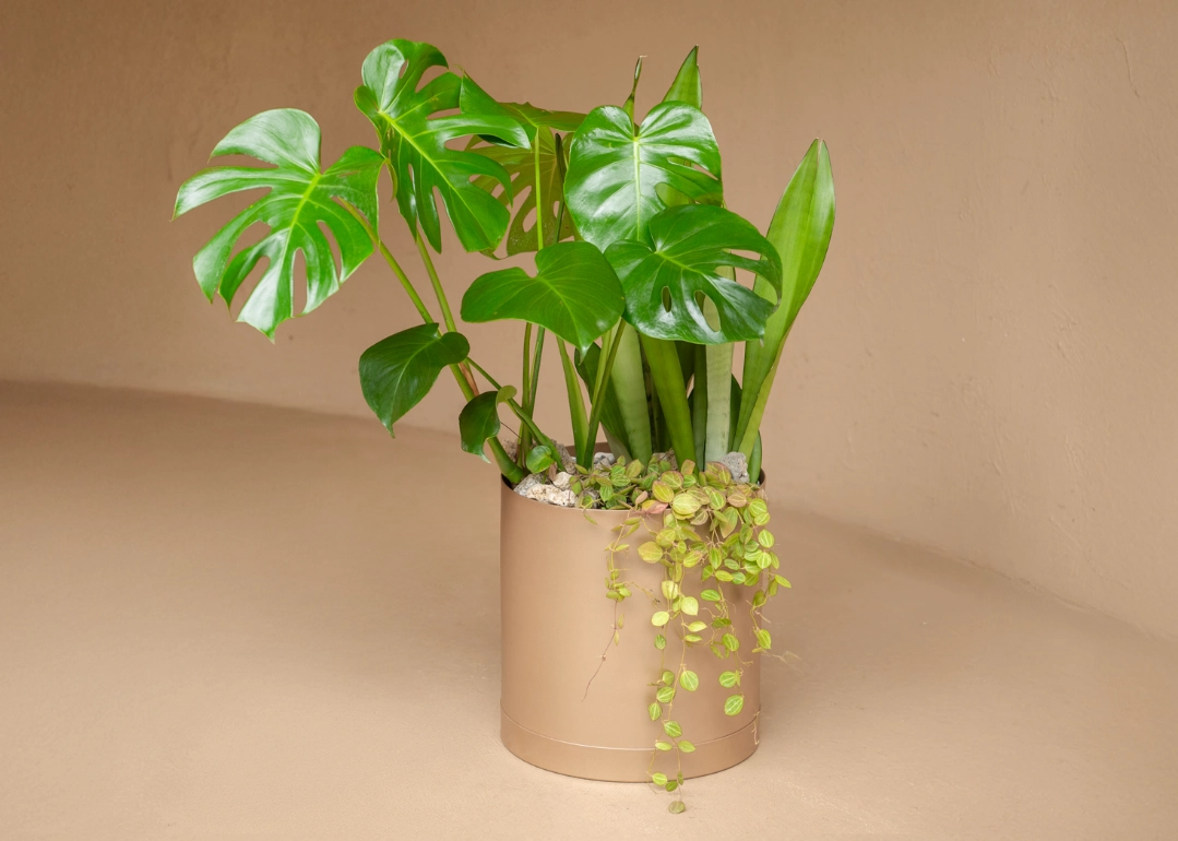 龜背芋澆水方法