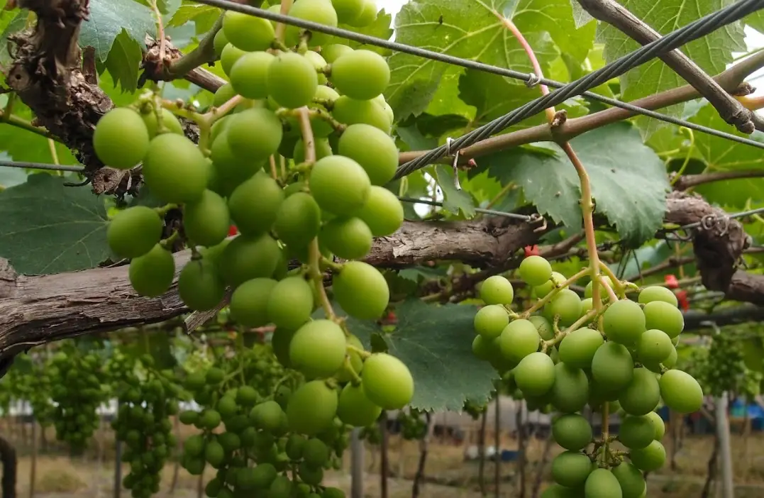 台灣巨峰葡萄