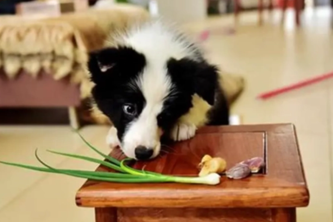 狗狗不能吃的蔬菜清單：飼主必知的危險食物指南