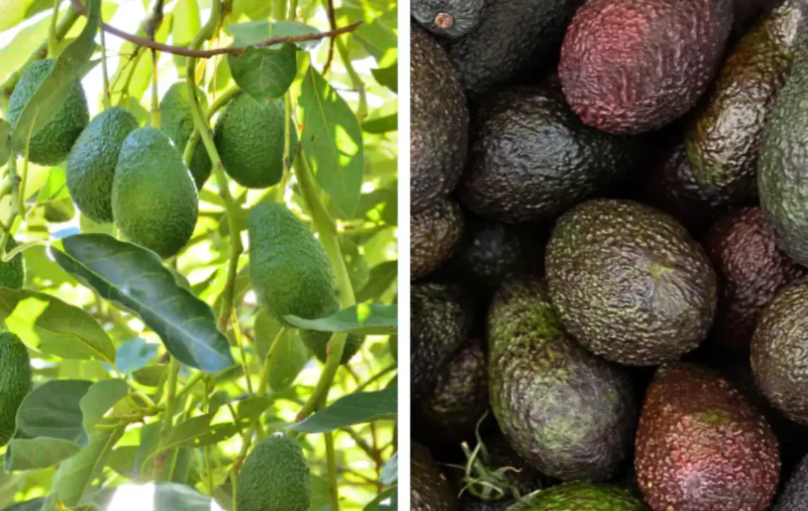 酪梨品種全攻略：從哈斯到嘉選4號，台灣常見品種特色與挑選秘訣