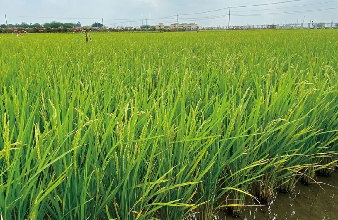 台灣稻米種植