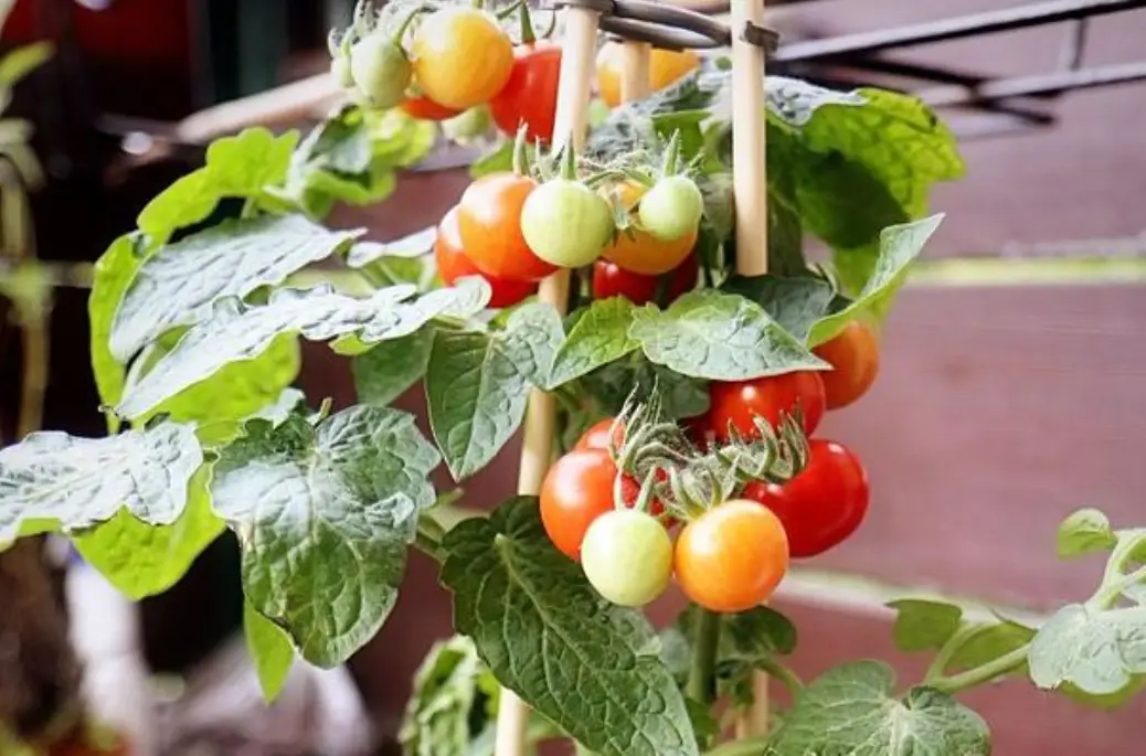 小番茄盆栽種植全攻略：從陽台到豐收的實戰技巧