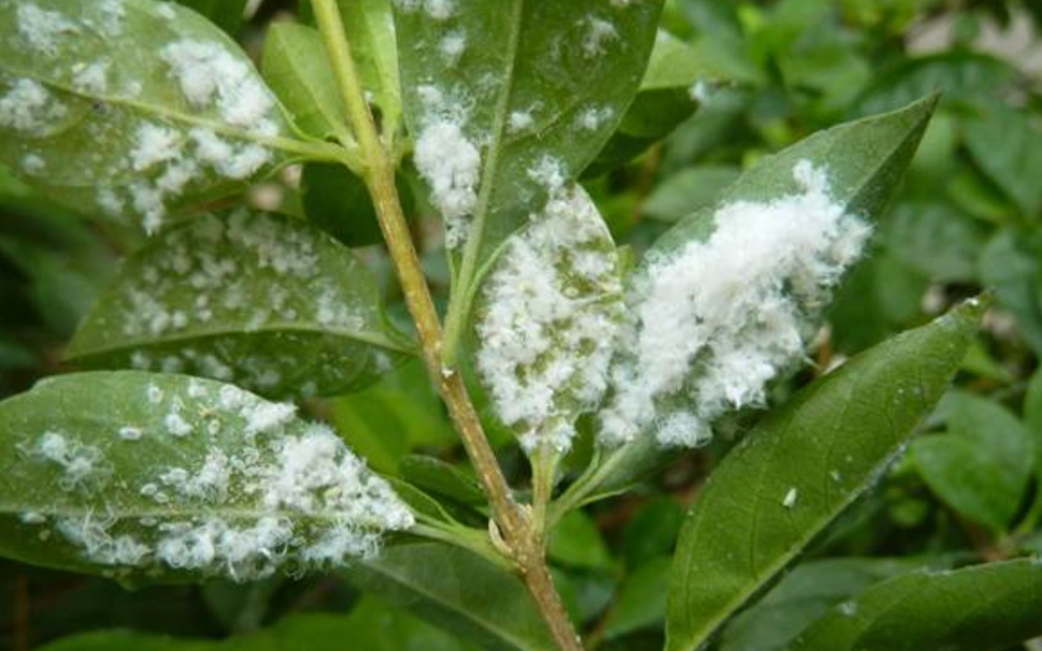 植物病蟲害圖鑑 推薦