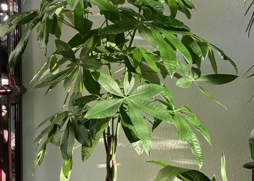 發財樹修剪方法 發財樹修剪方法