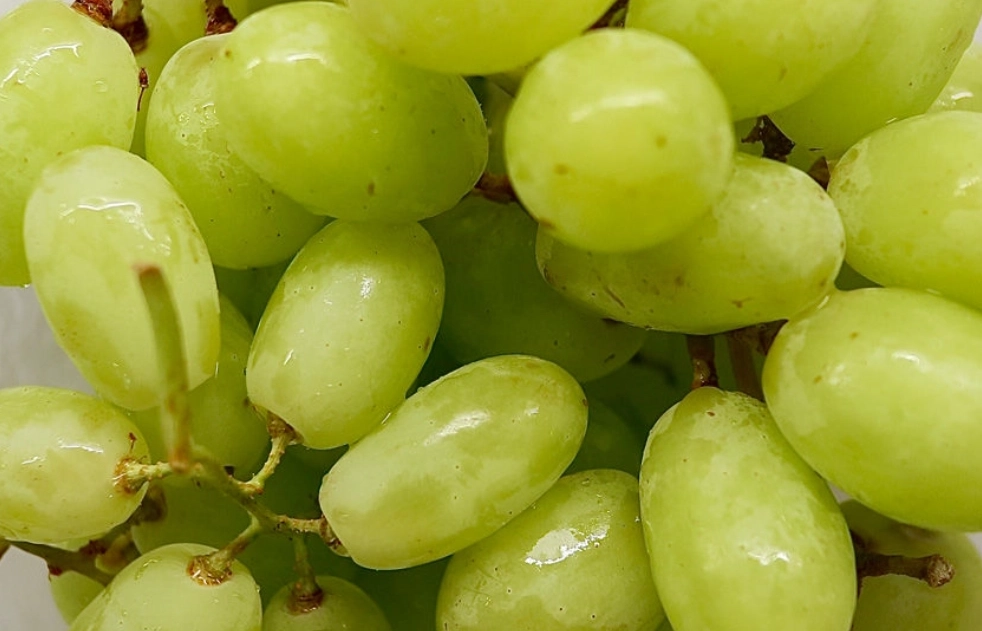 巨峰葡萄 巨峰葡萄