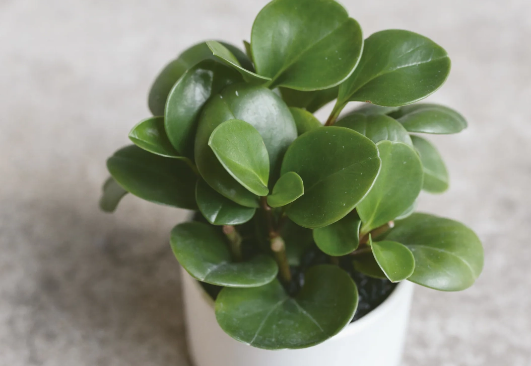 圓葉椒草風水擺放