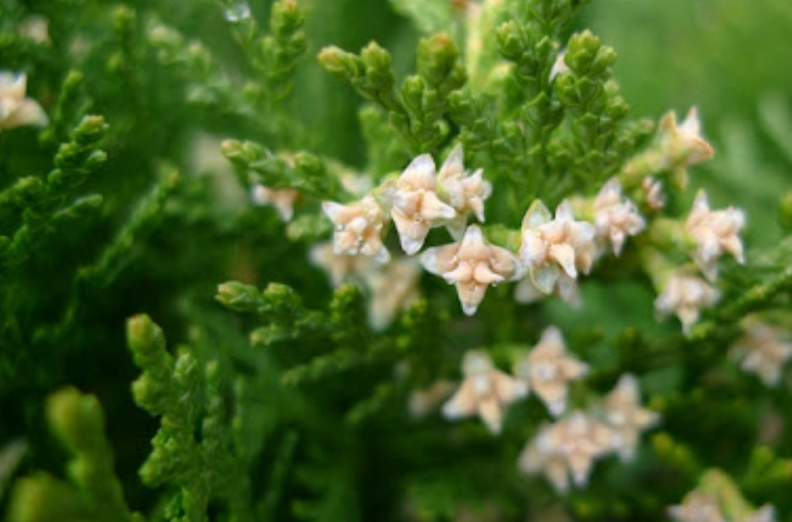 扁柏開花全攻略：花期預測、最佳賞花地點與生態意義解析