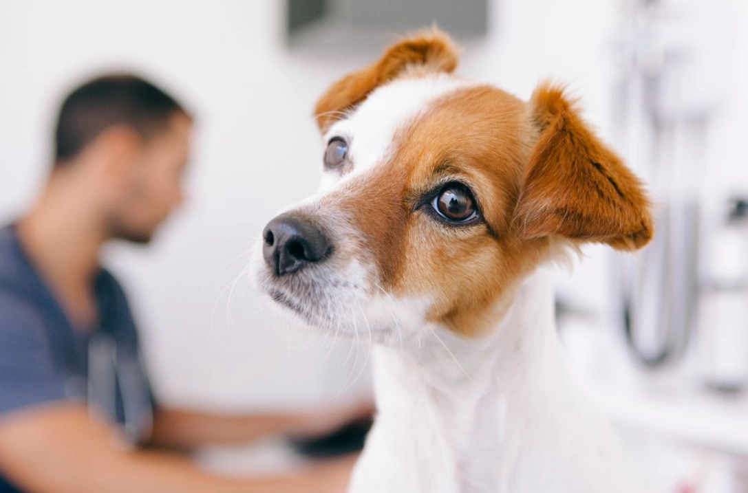狗狗飲食禁忌 狗狗飲食禁忌