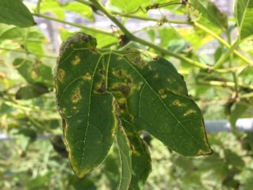 病蟲害圖鑑 使用