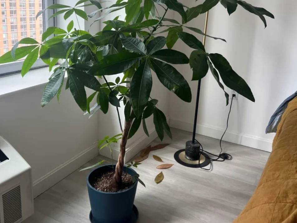 發財樹風水 發財樹風水