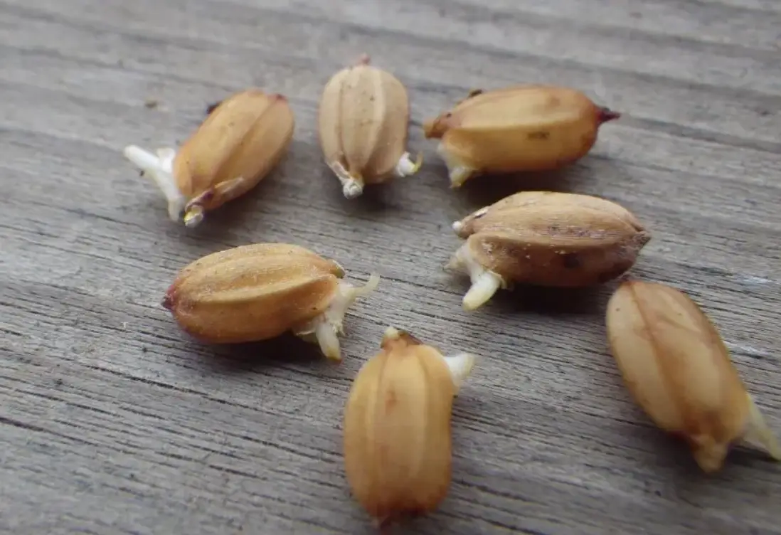 水稻種子全攻略：從挑選、保存到發芽的台灣品種實戰指南