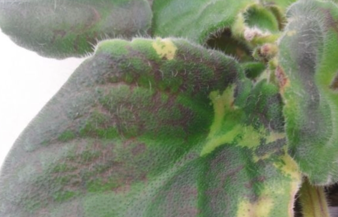 葉子變黑 葉子變黑