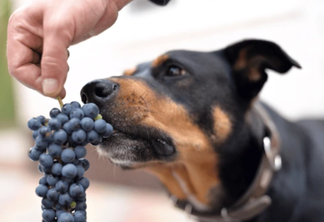 狗狗不能吃的食物清單：飼主必知的致命危險飲食