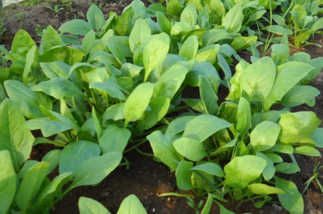 陽台種菜 陽台種菜