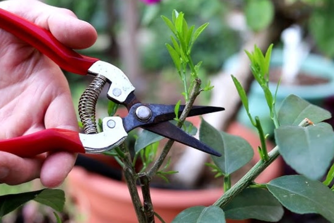 強剪植物注意事項