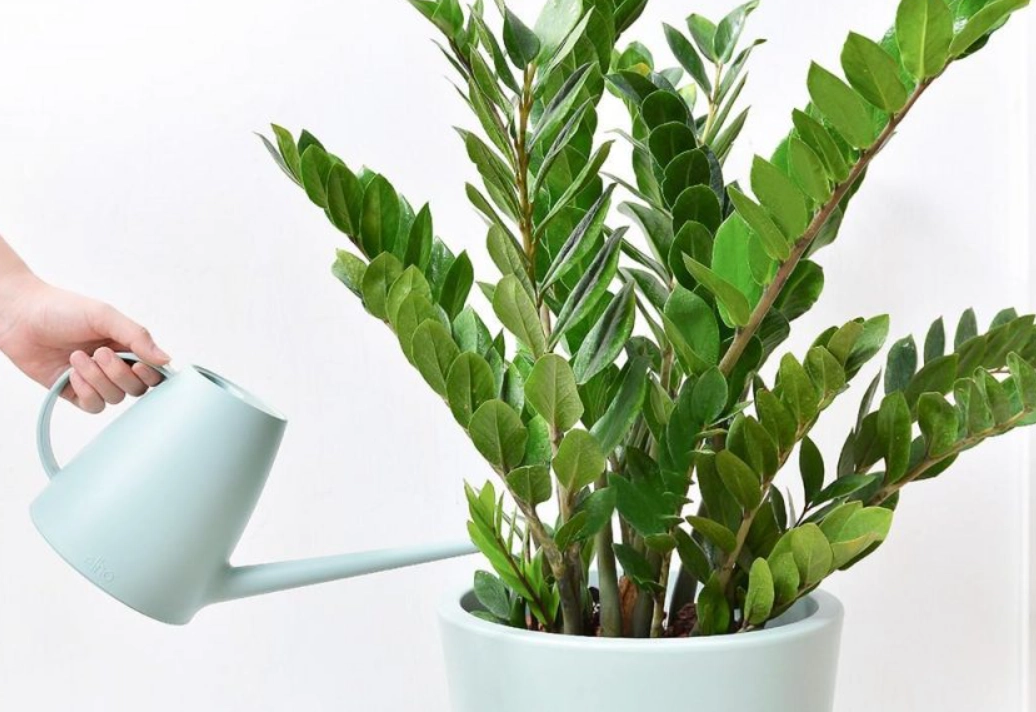 金錢樹澆水全攻略：避免爛根、葉黃的關鍵技巧