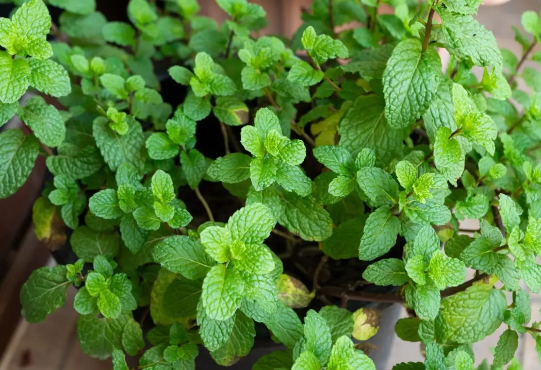 爆盆植物推薦 爆盆植物推薦