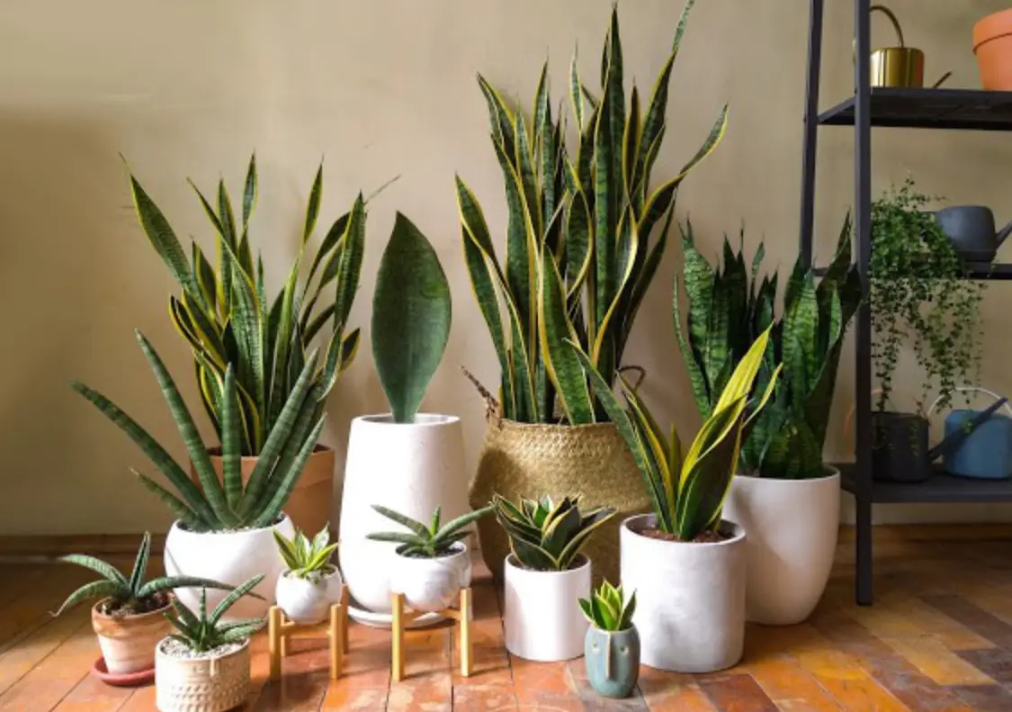 室內植物 室內植物