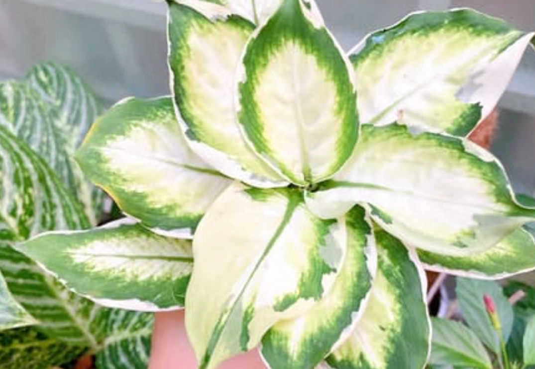 黛粉葉 冰山美人