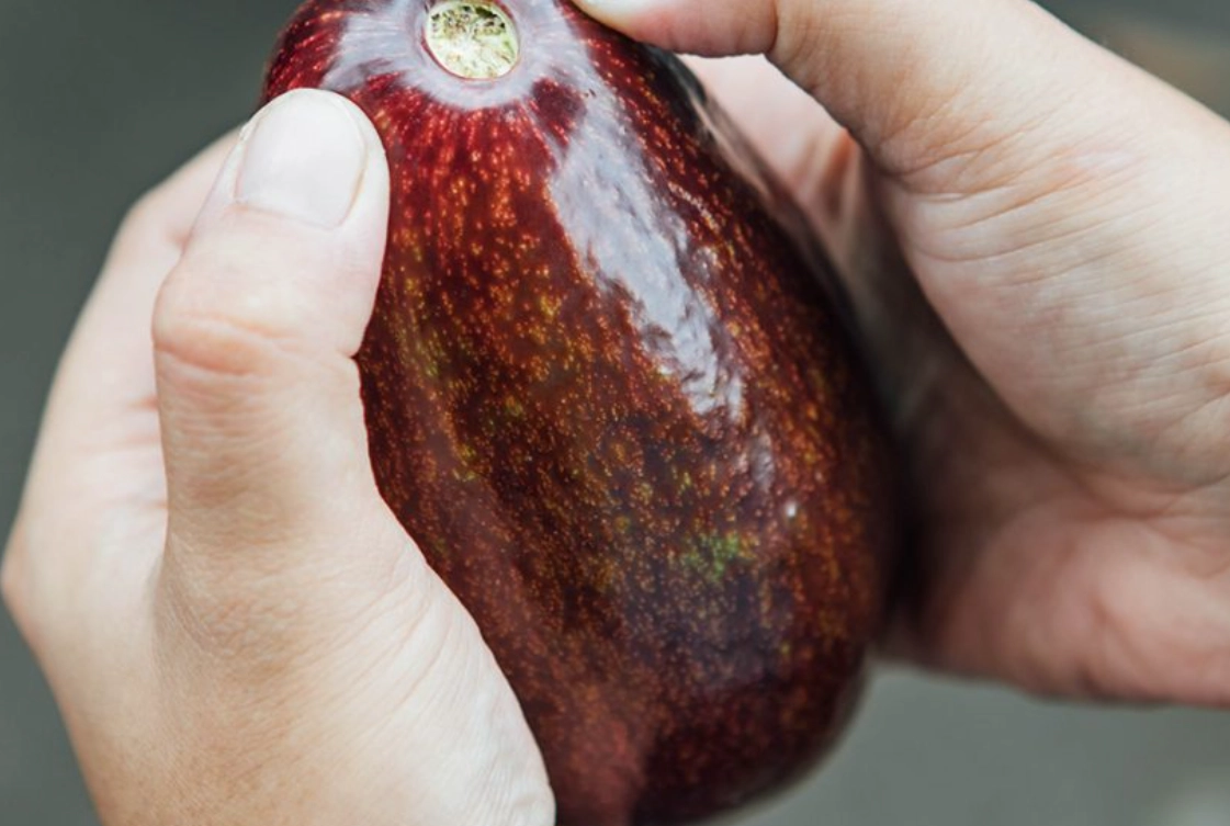 酪梨品種表全攻略：從哈斯到黑美人，挑選技巧與品種圖鑑一次掌握