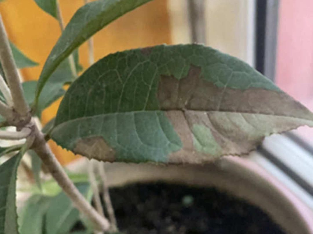 植物病害 植物病害