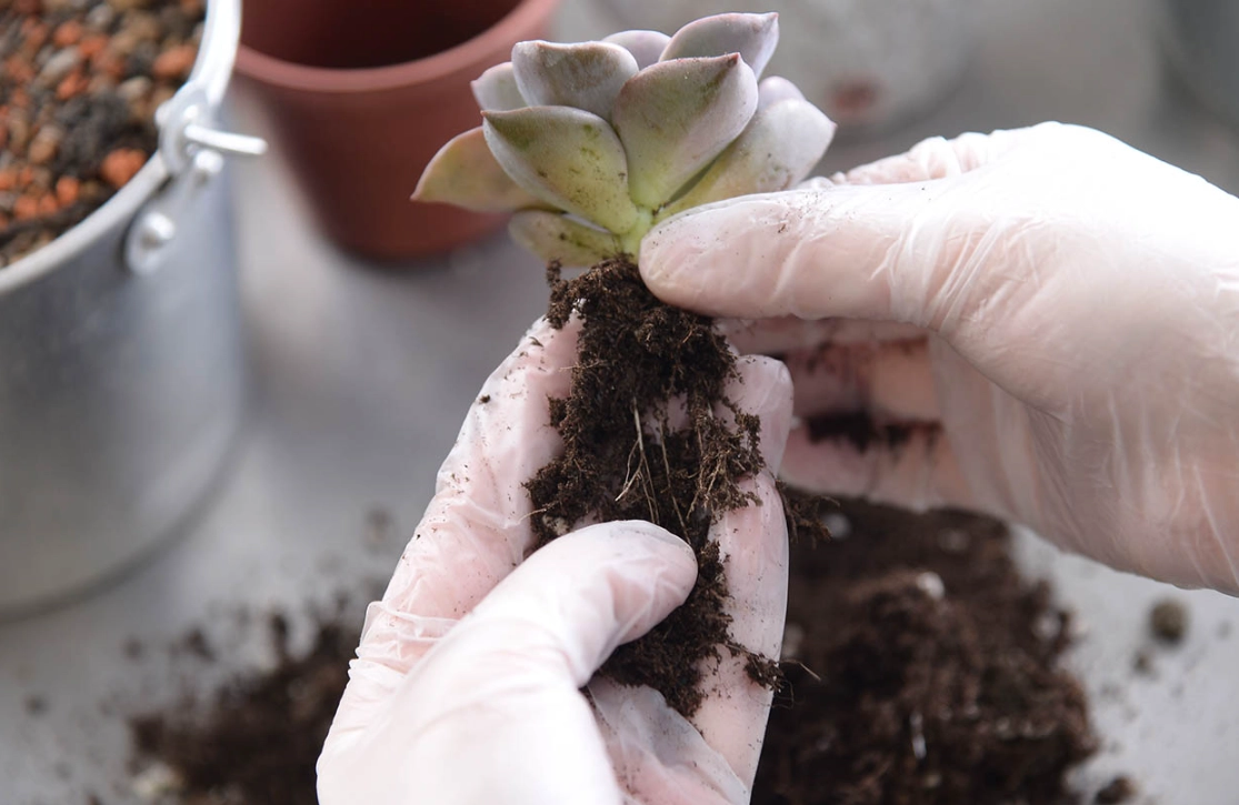 多肉分盆步驟