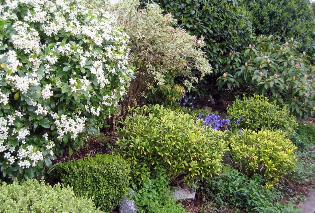 常綠灌木挑選全指南：新手打造四季花園的懶人植物清單