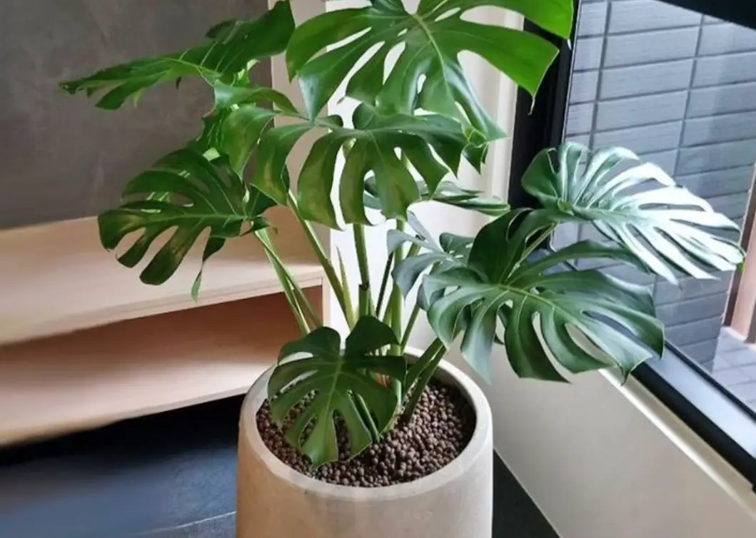 龜背芋澆水方法