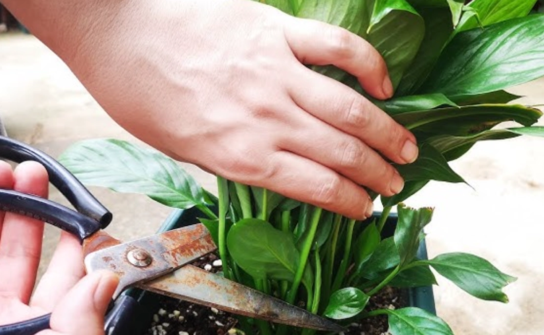 強剪植物修剪方法